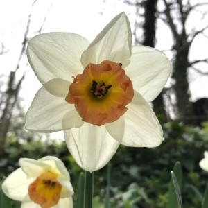 Photographie n°2153107 du taxon Narcissus poeticus L. [1753]