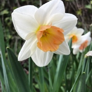 Photographie n°2153108 du taxon Narcissus poeticus L. [1753]