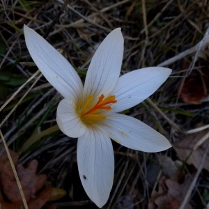 Photographie n°2153160 du taxon Crocus versicolor Ker Gawl. [1808]