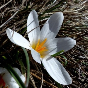 Photographie n°2153164 du taxon Crocus versicolor Ker Gawl. [1808]