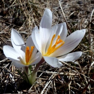 Photographie n°2153169 du taxon Crocus versicolor Ker Gawl. [1808]