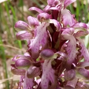 Photographie n°2153187 du taxon Himantoglossum robertianum (Loisel.) P.Delforge [1999]