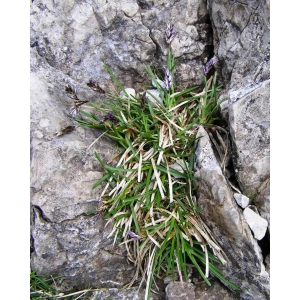 Sesleria caerulea (L.) Ard. subsp. caerulea (Seslérie blanchâtre)