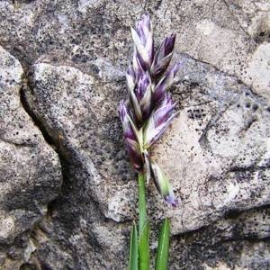 Photographie n°2153260 du taxon Sesleria caerulea subsp. caerulea 