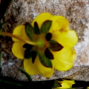 Photographie n°2153268 du taxon Potentilla crantzii (Crantz) Beck ex Fritsch [1897]