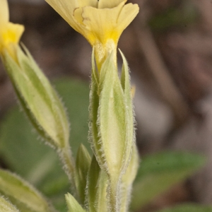 Photographie n°2153302 du taxon Primula elatior (L.) Hill [1765]