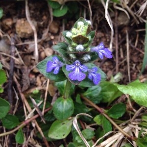 Photographie n°2153325 du taxon Ajuga reptans L. [1753]