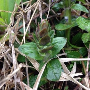 Photographie n°2153326 du taxon Ajuga reptans L. [1753]