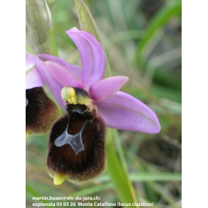 Ophrys bertolonii subsp. balearica (P.Delforge) R.Soca