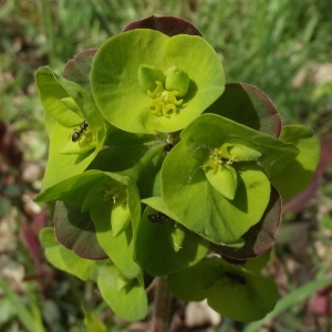 Photographie n°2153352 du taxon Euphorbia amygdaloides L. [1753]