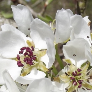 Photographie n°2153356 du taxon Pyrus communis L. [1753]