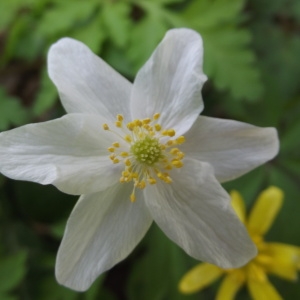 Photographie n°2153359 du taxon Anemone nemorosa L. [1753]