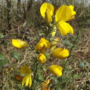 Photographie n°2153360 du taxon Ulex europaeus L. [1753]