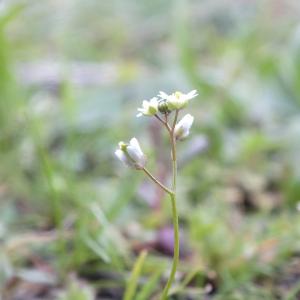 Photographie n°2153364 du taxon Draba verna L.