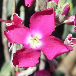 Photographie n°2153392 du taxon Matthiola incana (L.) R.Br. [1812]