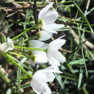 Photographie n°2153394 du taxon Allium neapolitanum Cirillo [1788]