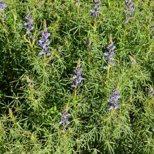 Photographie n°2153420 du taxon Lupinus angustifolius L. [1753]