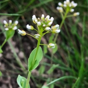 Photographie n°2153451 du taxon Microthlaspi perfoliatum (L.) F.K.Mey.