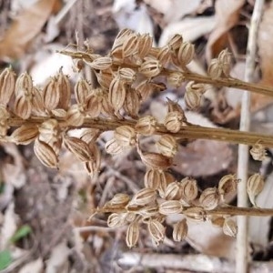 Photographie n°2153479 du taxon Neottia nidus-avis (L.) Rich. [1817]