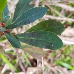 Photographie n°2153484 du taxon Daphne laureola L. [1753]