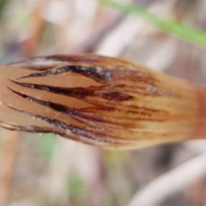 Photographie n°2153496 du taxon Equisetum arvense L. [1753]