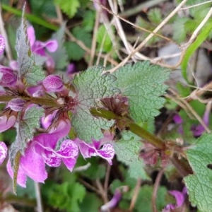 Photographie n°2153500 du taxon Lamium maculatum (L.) L. [1763]