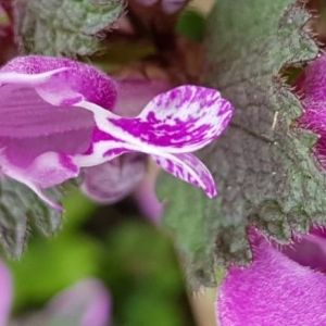 Photographie n°2153501 du taxon Lamium maculatum (L.) L. [1763]