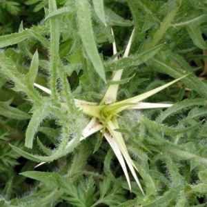 Photographie n°2153504 du taxon Centaurea calcitrapa L. [1753]