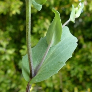 Photographie n°2153544 du taxon Thlaspi perfoliatum L. [1753]