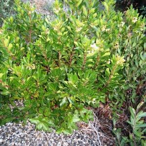 Photographie n°2153551 du taxon Arbutus unedo L.