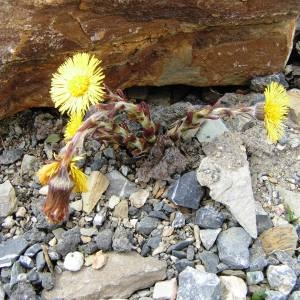 Photographie n°2153557 du taxon Tussilago farfara L. [1753]