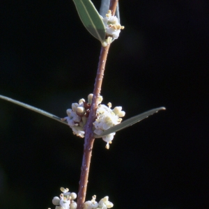 Photographie n°2153581 du taxon Phillyrea angustifolia L. [1753]