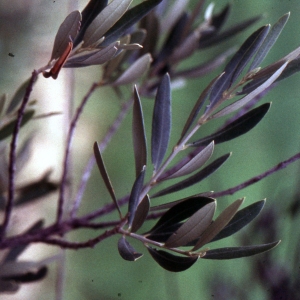 Photographie n°2153584 du taxon Phillyrea angustifolia L. [1753]