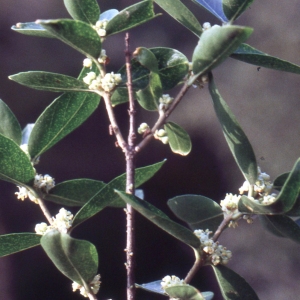 Photographie n°2153585 du taxon Phillyrea latifolia L. [1753]