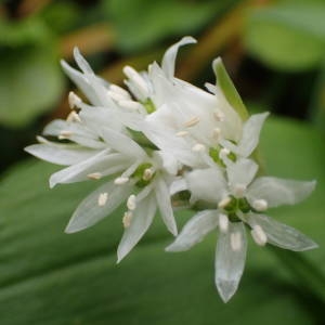 Photographie n°2153628 du taxon Allium ursinum L. [1753]