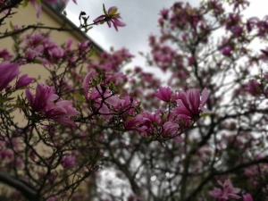 Sylvain Mauron, le  9 avril 2018 (Lourdes)