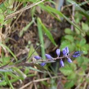 Photographie n°2153694 du taxon Polygala vulgaris L. [1753]