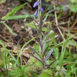 Photographie n°2153695 du taxon Polygala vulgaris L. [1753]