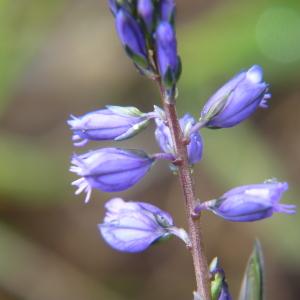 Photographie n°2153696 du taxon Polygala vulgaris L. [1753]