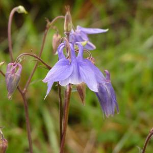 Photographie n°2153700 du taxon Aquilegia vulgaris L. [1753]