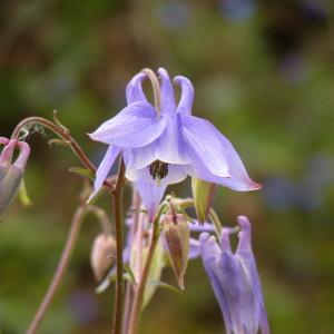 Photographie n°2153701 du taxon Aquilegia vulgaris L. [1753]