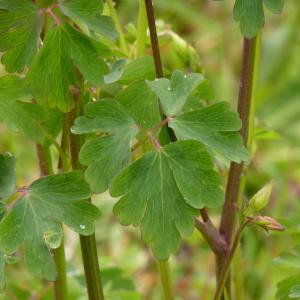 Photographie n°2153703 du taxon Aquilegia vulgaris L. [1753]