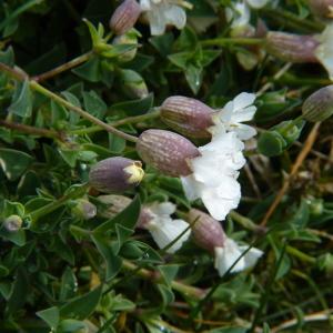 Photographie n°2153704 du taxon Silene uniflora Roth [1794]