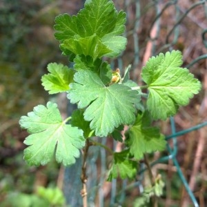 Photographie n°2153716 du taxon Ribes uva-crispa L. [1753]