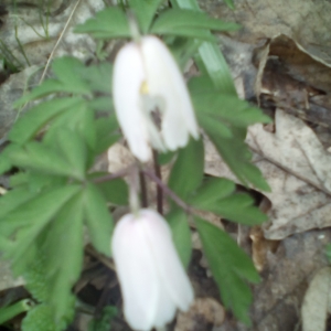 Photographie n°2153720 du taxon Anemone nemorosa L. [1753]