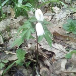 Photographie n°2153721 du taxon Anemone nemorosa L. [1753]