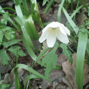 Photographie n°2153722 du taxon Anemone nemorosa L. [1753]