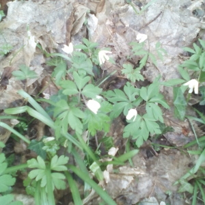 Photographie n°2153723 du taxon Anemone nemorosa L. [1753]