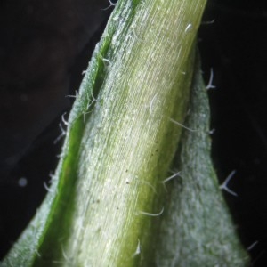 Photographie n°2153744 du taxon Arabidopsis thaliana (L.) Heynh.