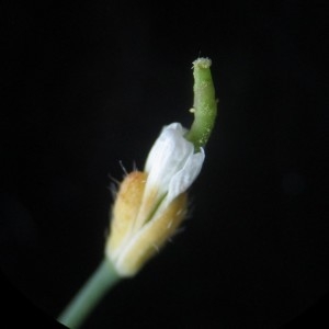 Photographie n°2153746 du taxon Arabidopsis thaliana (L.) Heynh.